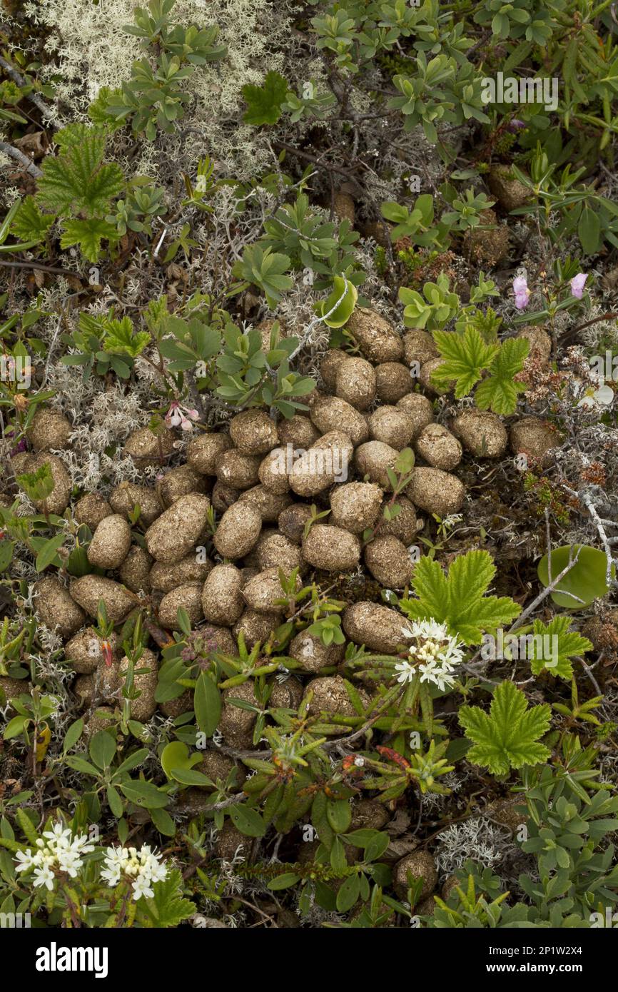 Eastern Moose (Alces alces americana) droppings, Newfoundland, Canada Stock Photo