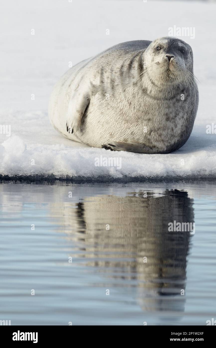 Bearded seals (Erignathus barbatus), marine mammals, predators, seals, mammals, animals, Bearded Seal adult, resting on pack ice, Svalbard Stock Photo