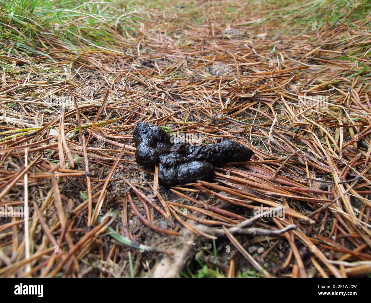 Mammal droppings hi-res stock photography and images - Page 3 - Alamy