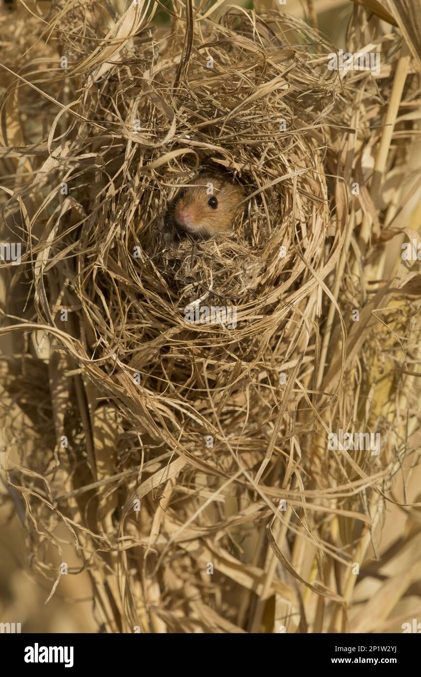 Harvest Mouse (Micromys minutus) adult female, at breeding nest in Canarygrass (Phalaris), Yorkshire, England, March (captive) Stock Photo