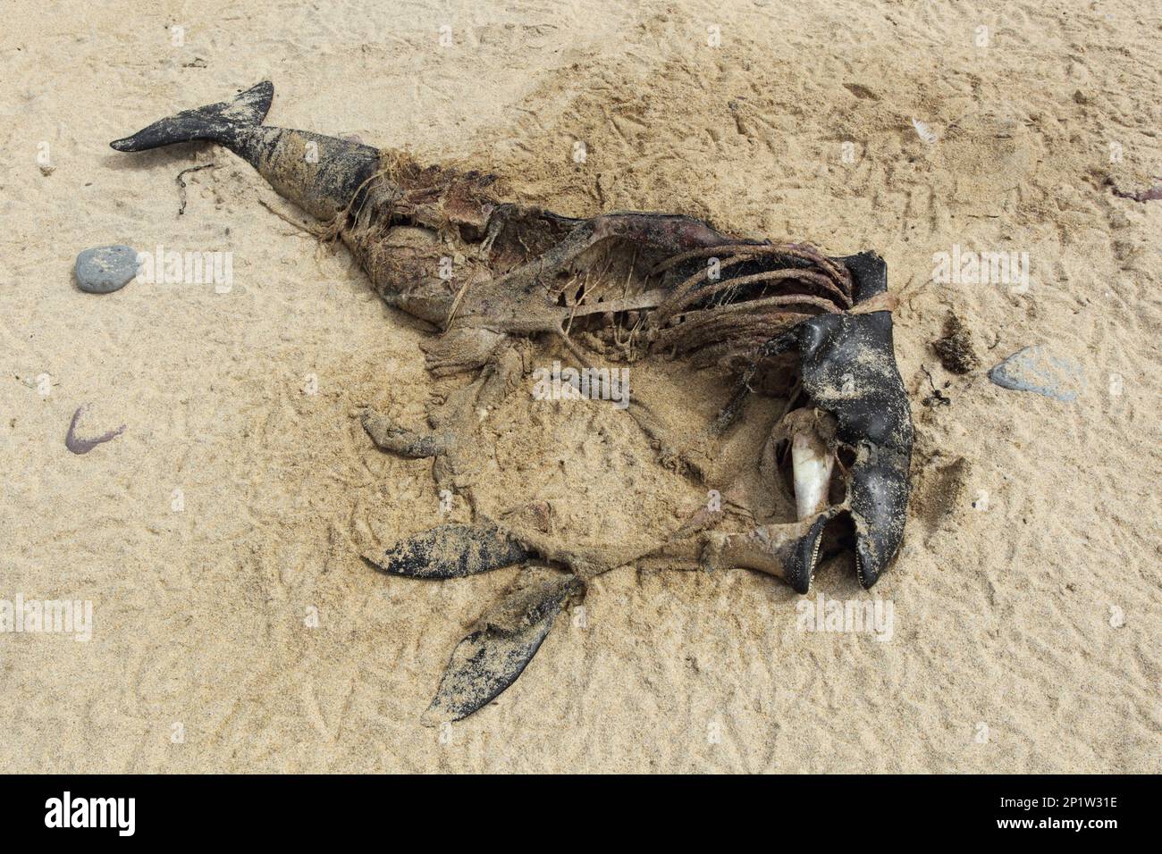 Common Porpoise (Phocoena phocoena) dead adult, washed up on beach, with footprints of scavanging birds around it, Isle Of Coll, Inner Hebrides Stock Photo