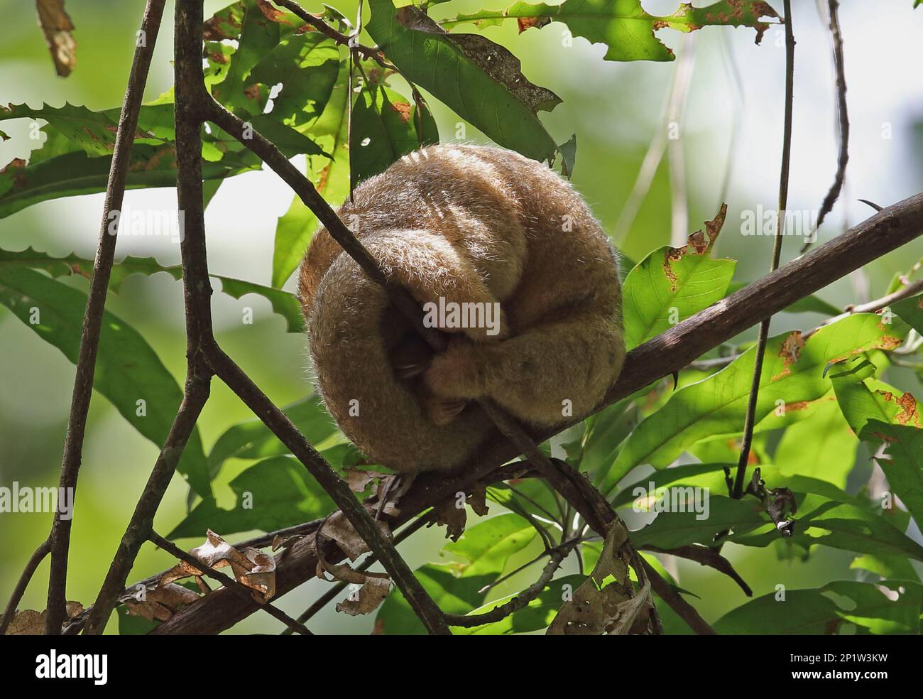 Silky Anteater (Cyclopes didactylus dorsalis) adult, sleeping in tree during daytime, Canopy Tower, Panama Stock Photo