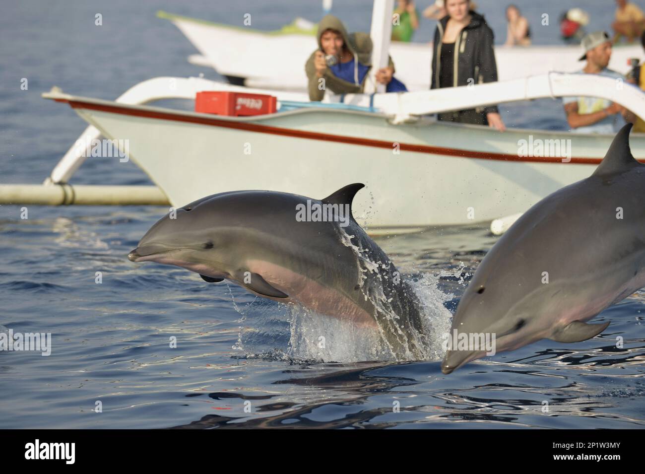 Fraser's Dolphin (Lagenodelphis hosei) two adults, leaping from sea ...