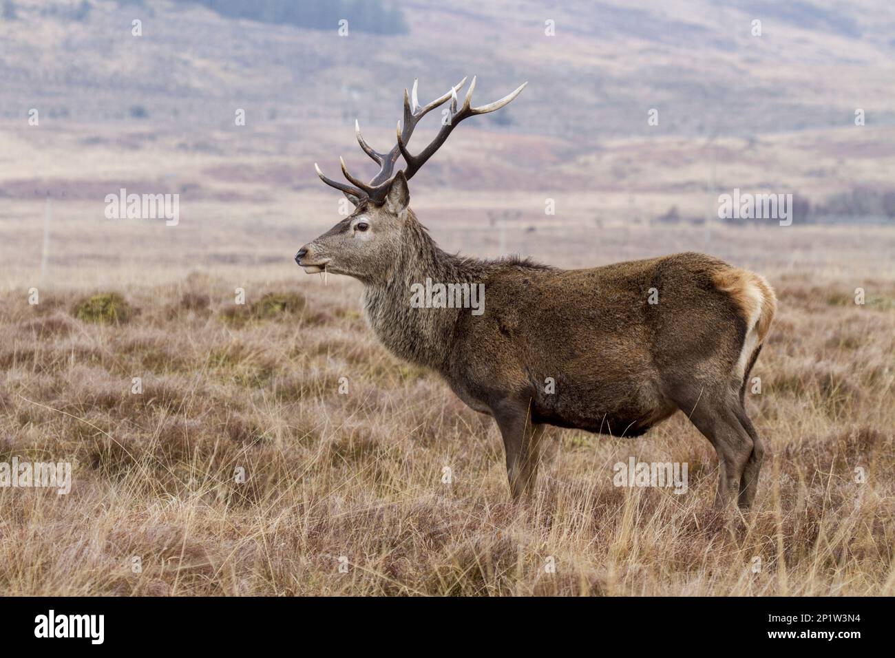 Red Deer, Red Deer, Deer, Ungulates, Paarhufer, Mammals, Animals, An 10 point Red Deer Stag on the Isle of Jura Scotland Stock Photo
