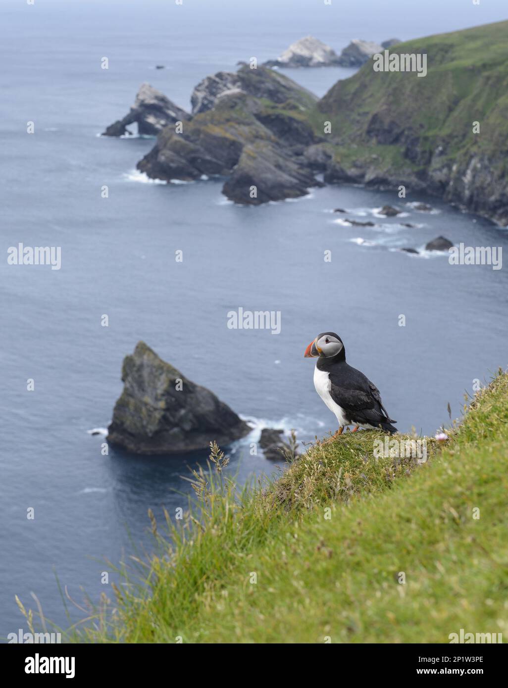 Atlantic Puffin (Fratercula arctica) adult, breeding plumage, standing on clifftop in coastal habitat, Hermaness National Nature Reserve, Unst Stock Photo