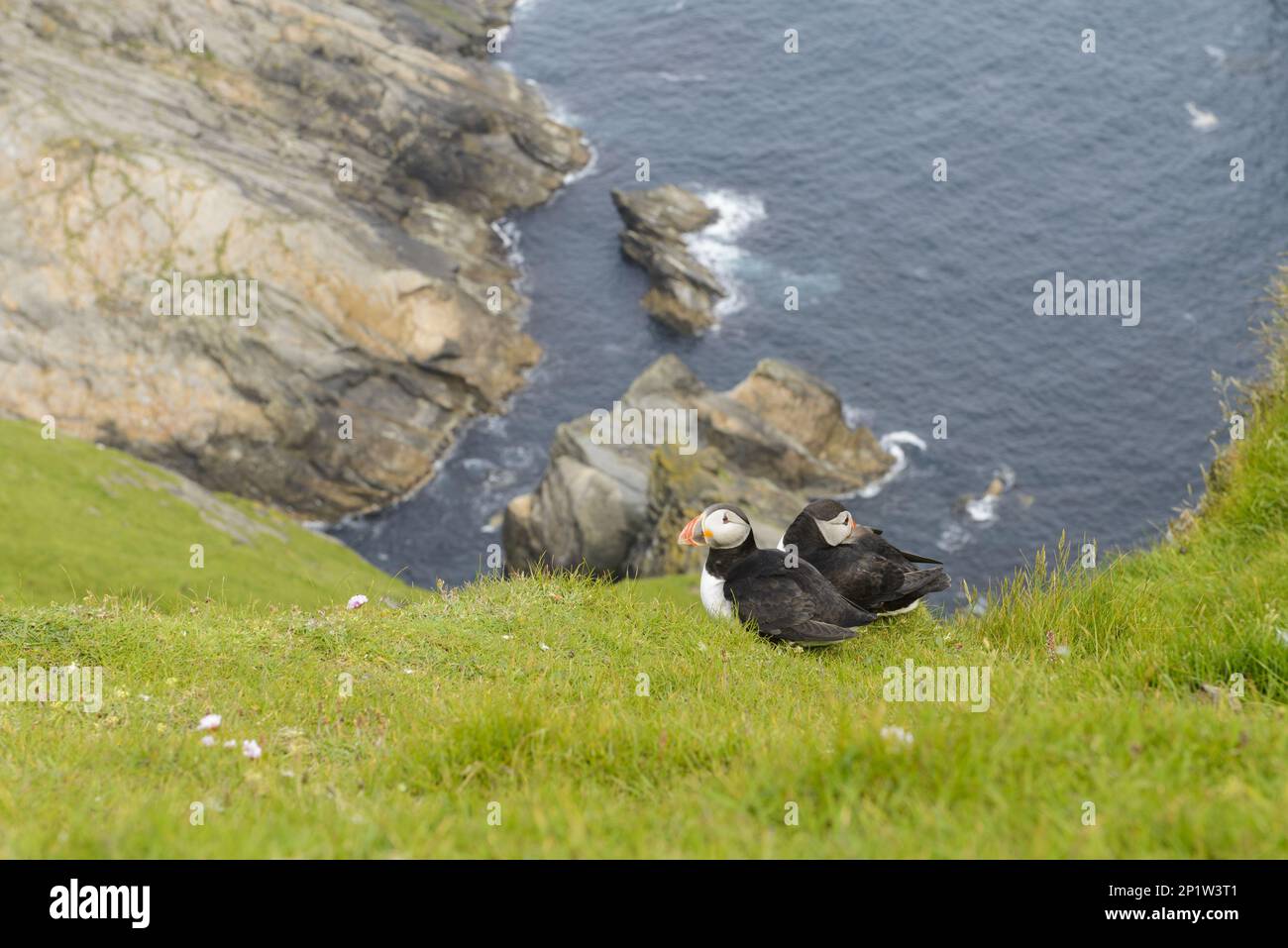 Atlantic Puffin (Fratercula arctica) two adults, breeding plumage, sitting on clifftop, Hermaness National Nature Reserve, Unst, Shetland Islands Stock Photo