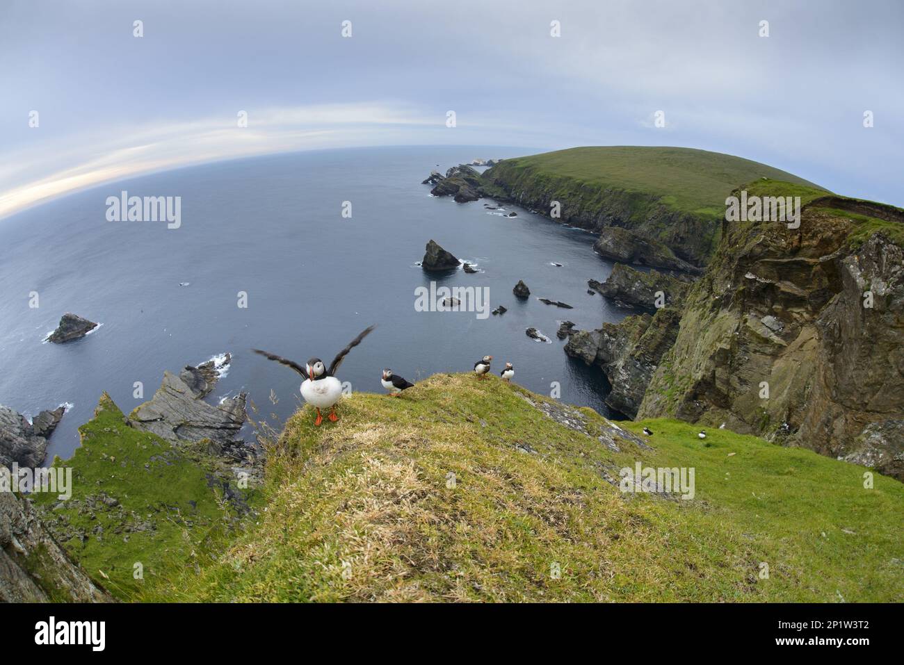 Atlantic Puffin (Fratercula arctica) adults, breeding plumage, group standing on clifftop in coastal habitat, Hermaness National Nature Reserve Stock Photo