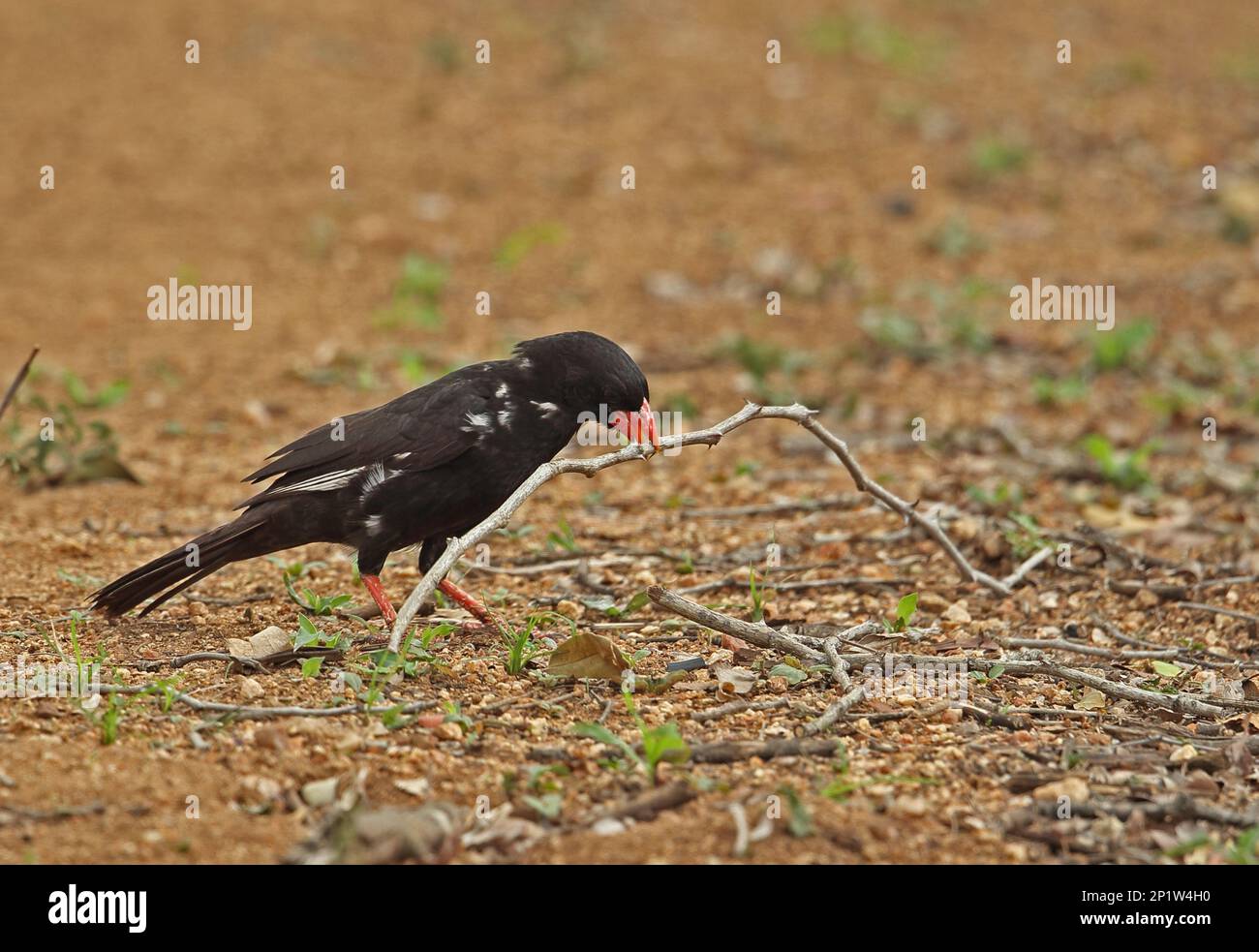 Red-billed Buffalo-weaver (Bubalornis niger niger) adult, collecting twig for nesting material, Kruger N.P., Great Limpopo Transfrontier Park, South Stock Photo