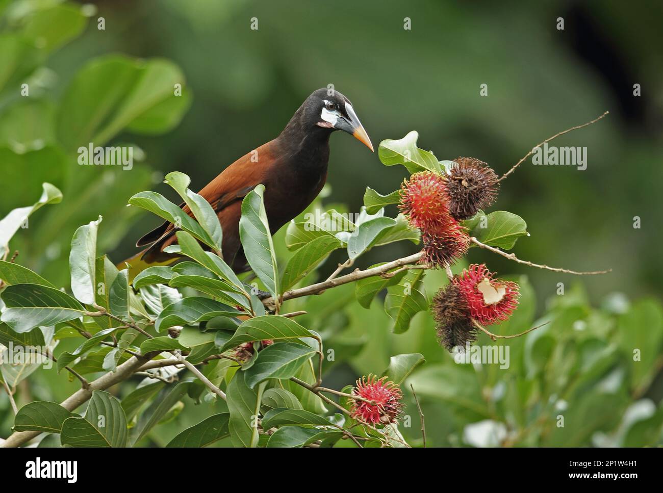 Montezuma Oropendola (Psarocolius montezuma) adult, feeding in fruiting tree, Pico Bonito, Honduras Stock Photo