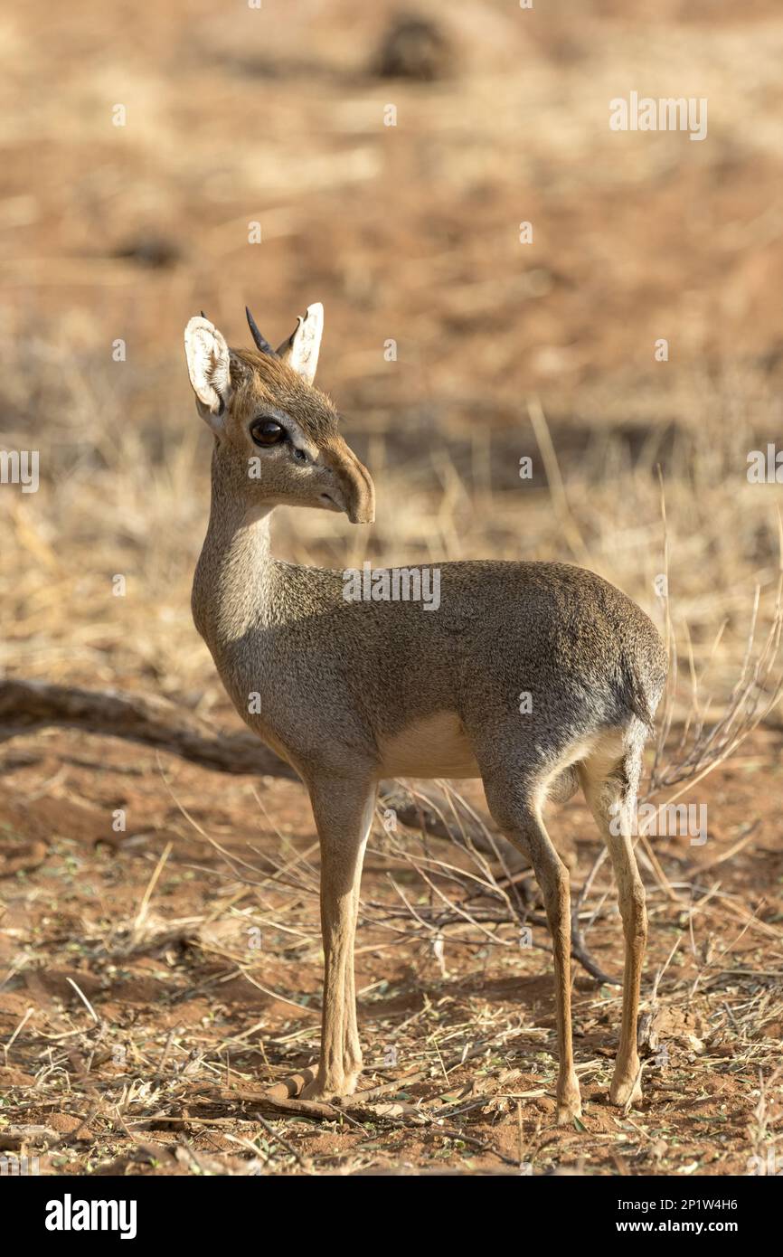 Obunasiz uy qurilishi pornosini tomosha qiling