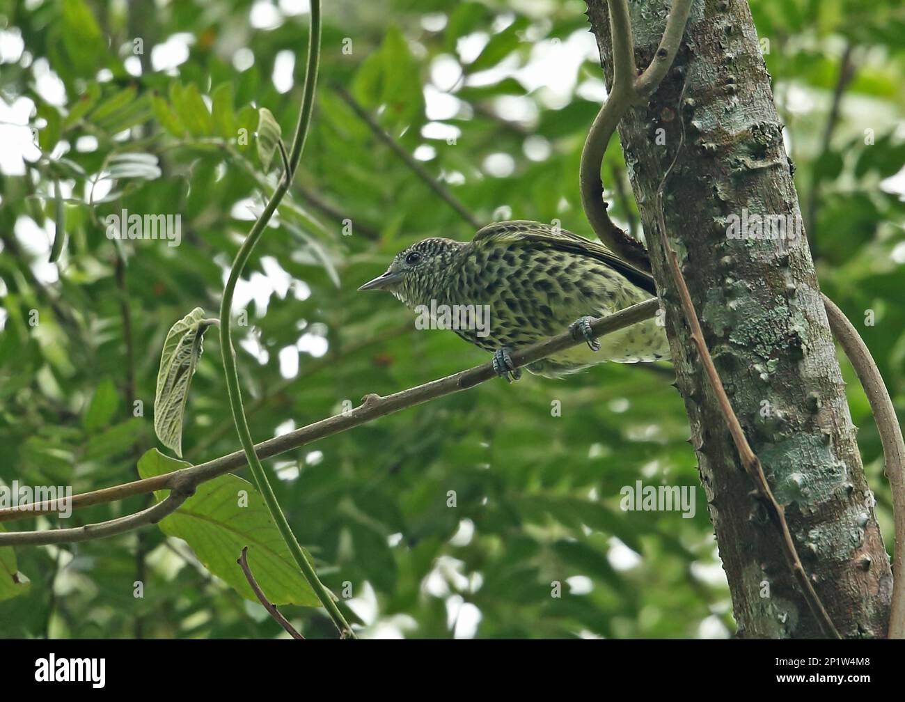Sharpbill (Oxyruncus cristatus cristatus) adult male, perched on twig, Atlantic Rainforest, Reserva Ecologica de Guapi Assu, Rio de Janeiro State Stock Photo