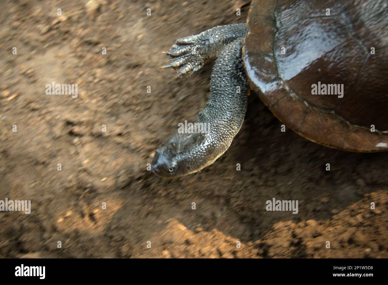 A rare and threatened species of freshwater turtle, the critically endangered Rote Island's endemic snake-necked turtle (Chelodina mccordi) is photographed at a licensed ex-situ breeding facility in Jakarta, Indonesia. 'The Rote Island snake-necked turtle is one glaring example of how unsustainable trade has brought entire species to the brink of extinction,' said Jim Breheny, Wildlife Conservation Society (WCS) Executive Vice President and Director of the Bronx Zoo as published by WCS Newsroom on September 7, 2022. Stock Photo