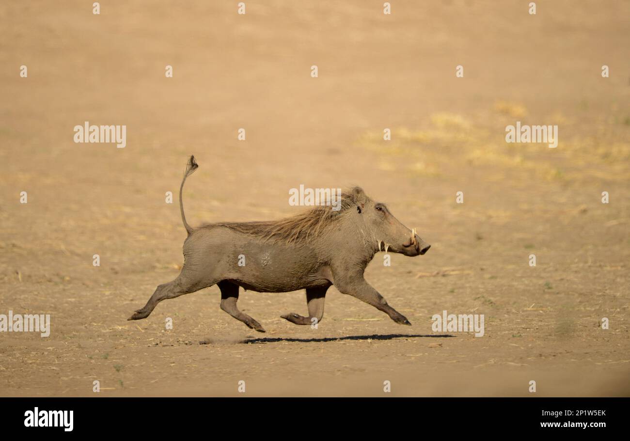 Common Warthog (Phacochoerus africanus sundevallii) adult, running, with tail raised, Mana Pools N.P., Mashonaland, Zimbabwe Stock Photo