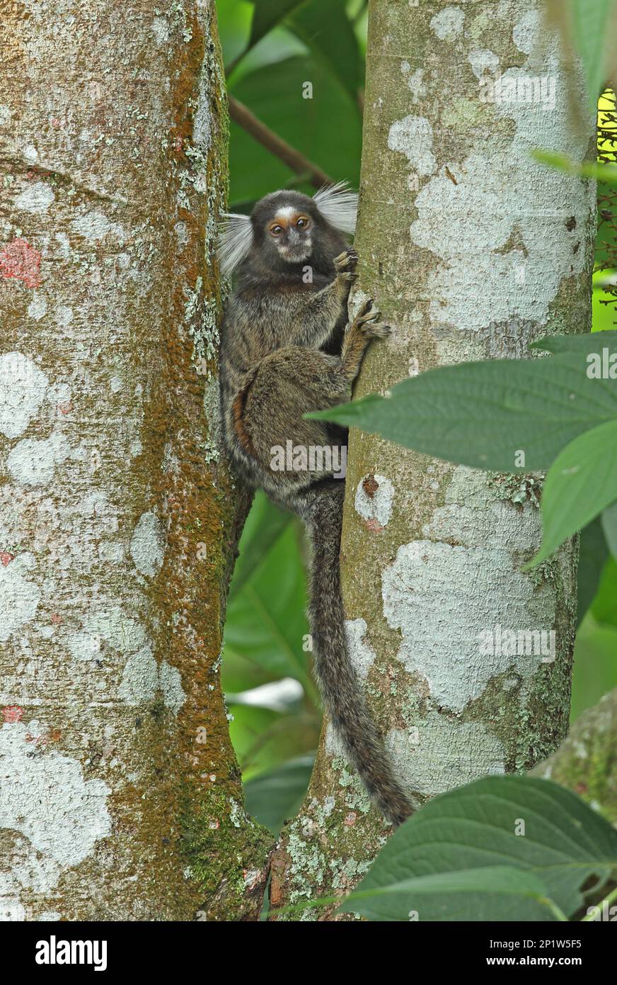 Common Marmoset (Callithrix jacchus) adult, clinging to tree trunk, Atlantic Rainforest, Reserva Ecologica de Guapi Assu, Rio de Janeiro State, Brazil Stock Photo