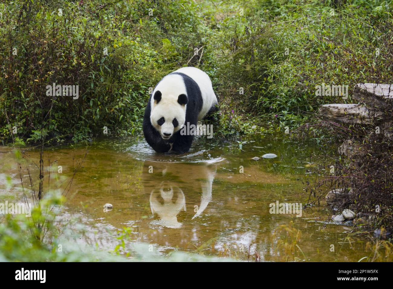 Giant panda, Bamboo Bear, Giant Pandas (Ailuropoda melanoleuca), Bamboo