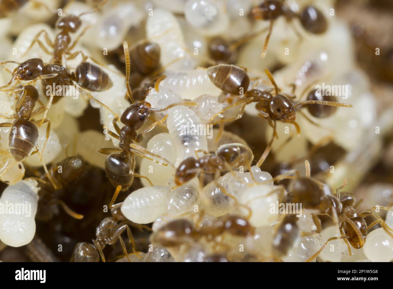 Ant (Bothriomyrmex meridionalis) adult workers, tending larvae in nest, Causse de Gramat, Massif Central, Lot Region, France Stock Photo