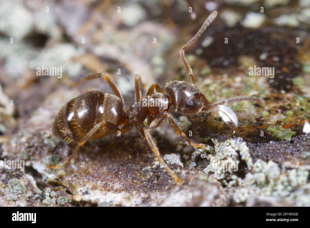 Other animals, Insects, Animals, Ants, Ant (Lasius platythorax) adult
