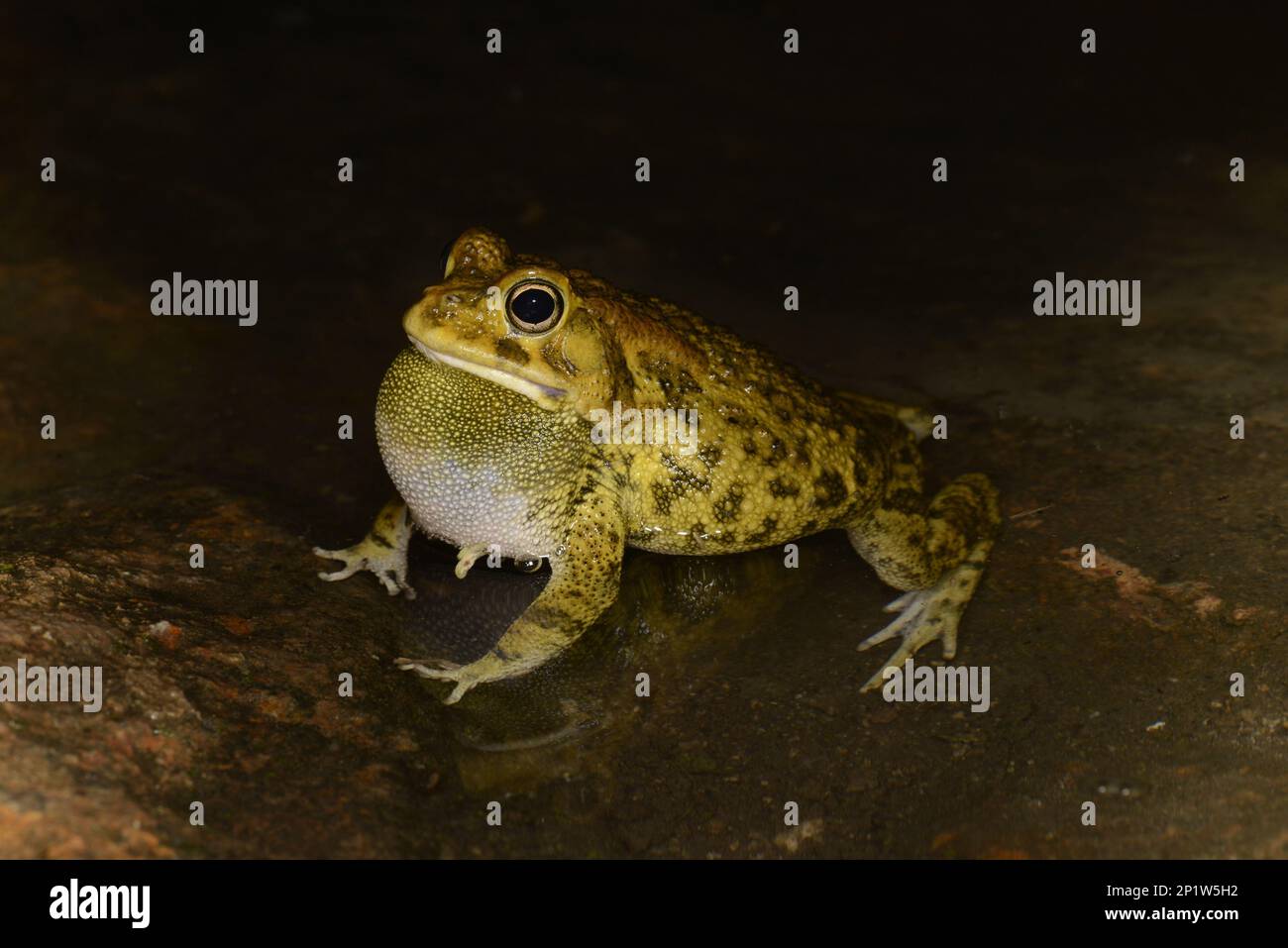 Eastern Olive Toad (Amietophrynus garmani) adult male, calling with throat sac inflated, in shallow water, Lusaka, Zambia Stock Photo