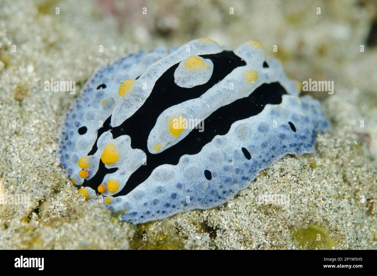 Magnificent star snail, Magnificent star snails, Other animals, Marine snails, Snails, Animals, Molluscs, Varicose Phyllidia varicose wart slug Stock Photo