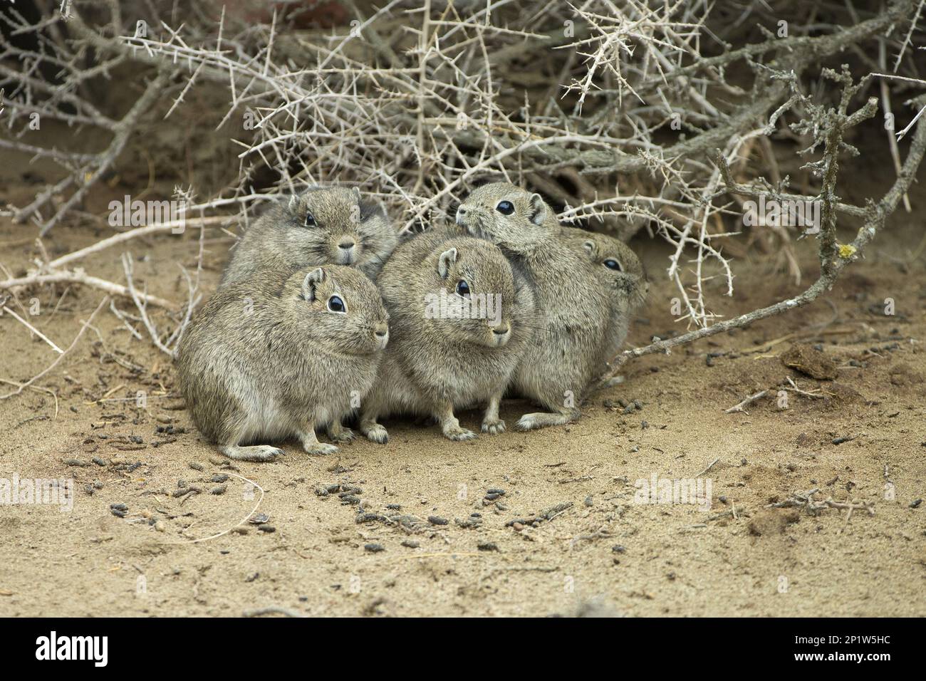 Southern mountain cavy (Microcavia australis), Southern Pygmy Guinea