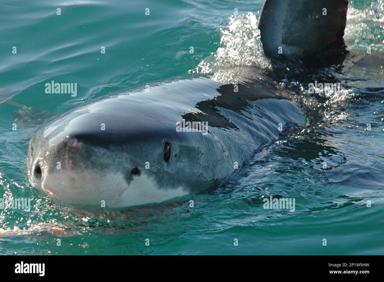 Adult great white shark (Carcharodon carcharias) feeding on bait at the water surface, Gansbaai, Western Cape, South Africa Stock Photo