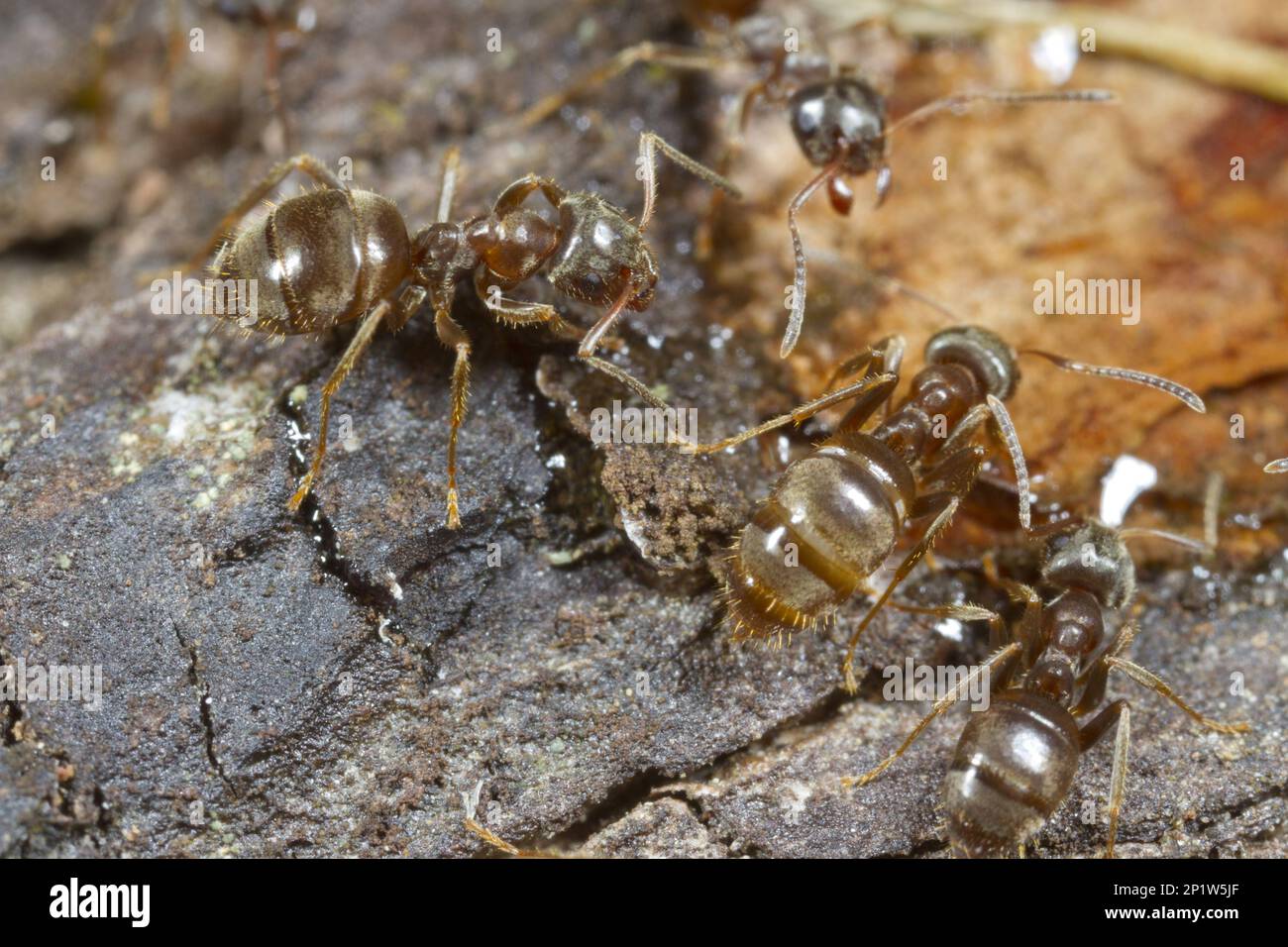 Other animals, Insects, Animals, Ants, Ant (Lasius platythorax) adult