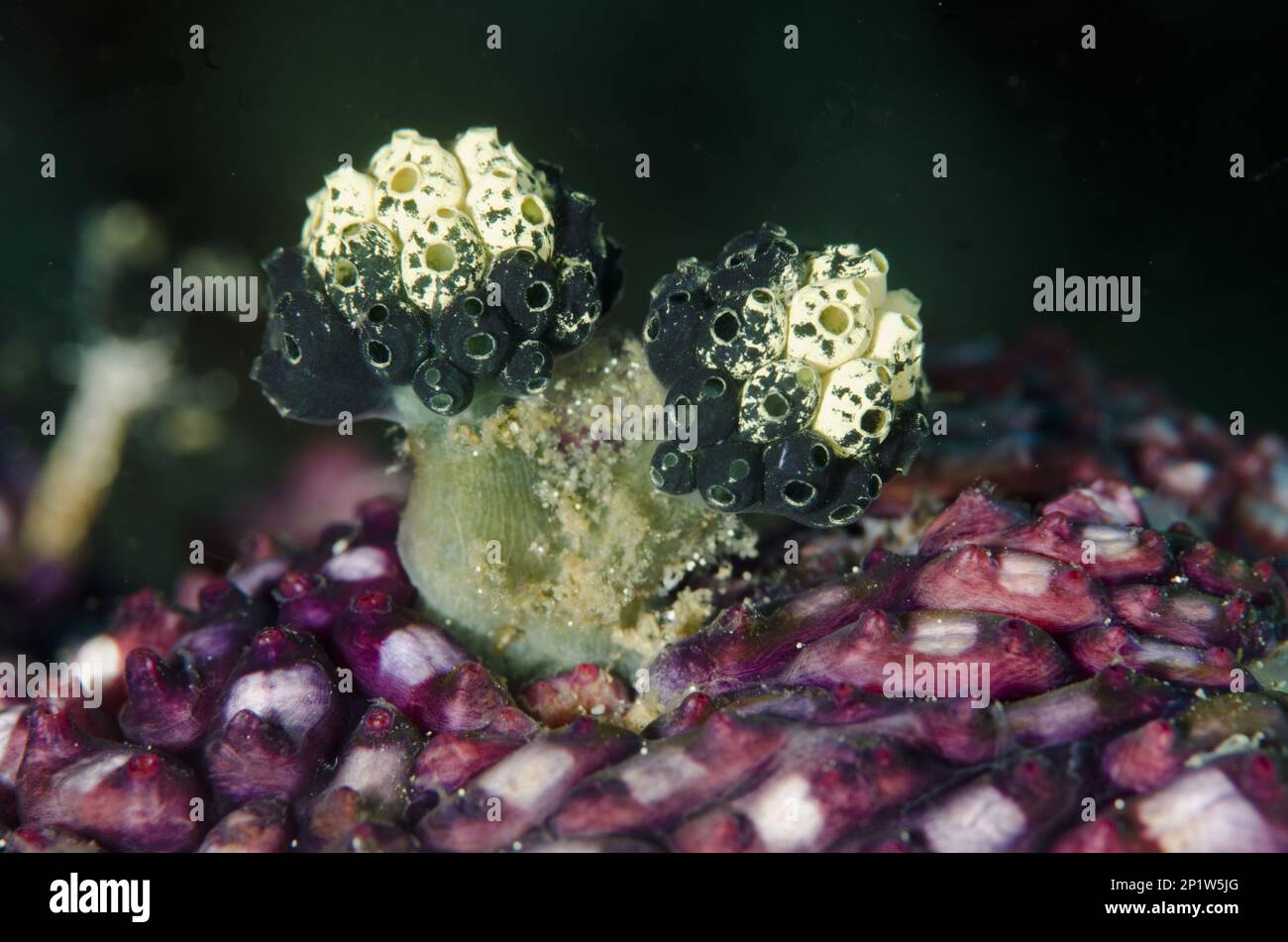 Lollipop tunicate (Nephtheis fascicularis) in the purple tunicate group (Eusynstyela misakiensis), Lembeh Strait, Sulawesi, Greater Sunda Islands Stock Photo
