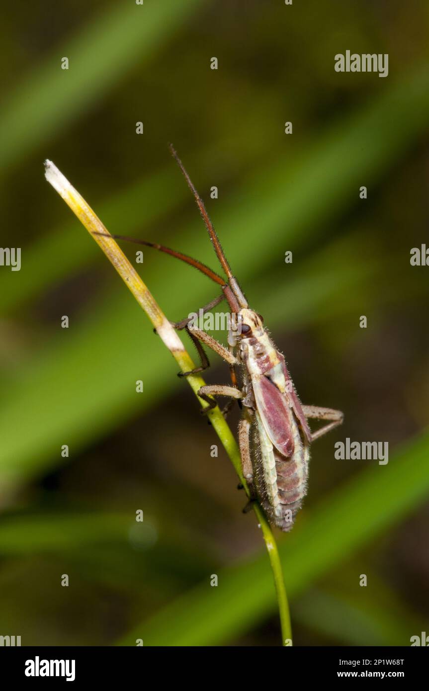 Blind bugs hires stock photography and images Alamy