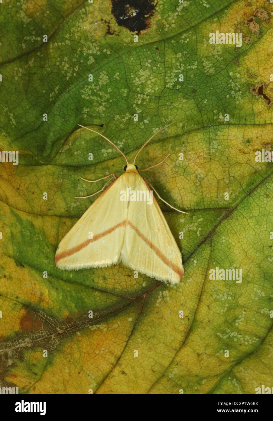Vestal (Rhodometra sacraria) adult, resting on leaf, Eccles-on-sea, Norfolk, England, United Kingdom Stock Photo