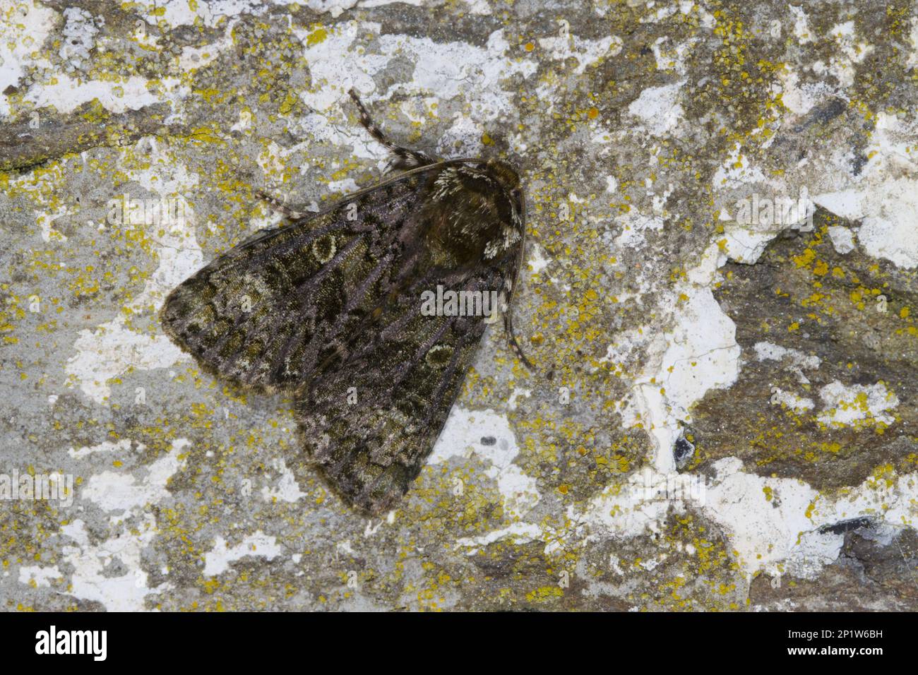 Coronet (Craniophora ligustri) adult, resting on stone wall, Powys, Wales, United Kingdom Stock Photo