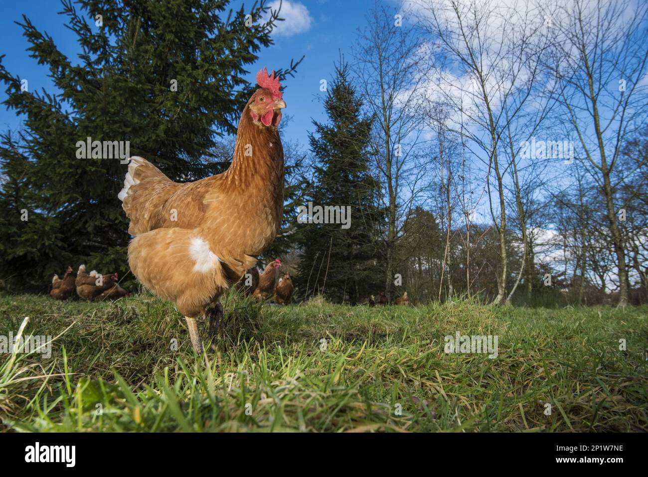 Domestic fowl, Warren hens, free range on grass, Chipping, Lancashire, England, United Kingdom Stock Photo