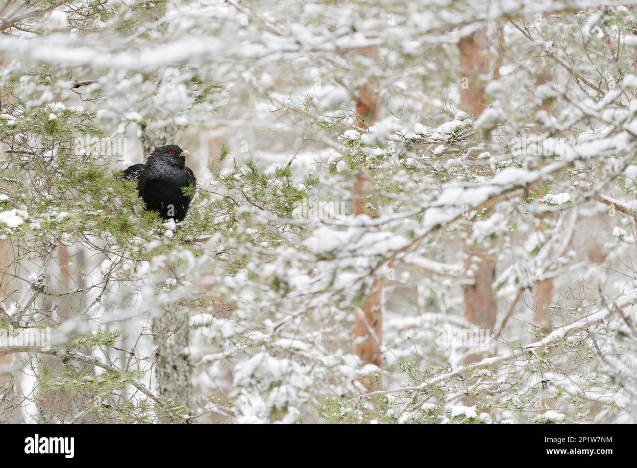 Western western capercaillie (Tetrao urogallus urogallus), adult male, sitting on a snow-covered branch of scots pine (Pinus sylvestris), Alvie Stock Photo