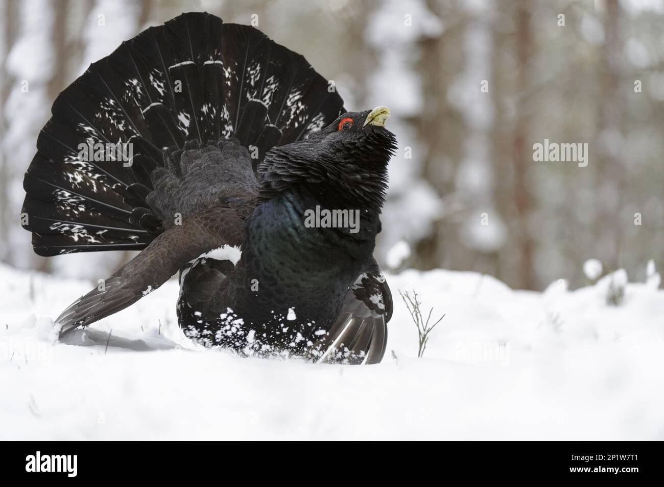 Western western capercaillie (Tetrao urogallus urogallus), adult male, display on snow in coniferous woodland, Alvie Estate, Cairngorms National Stock Photo