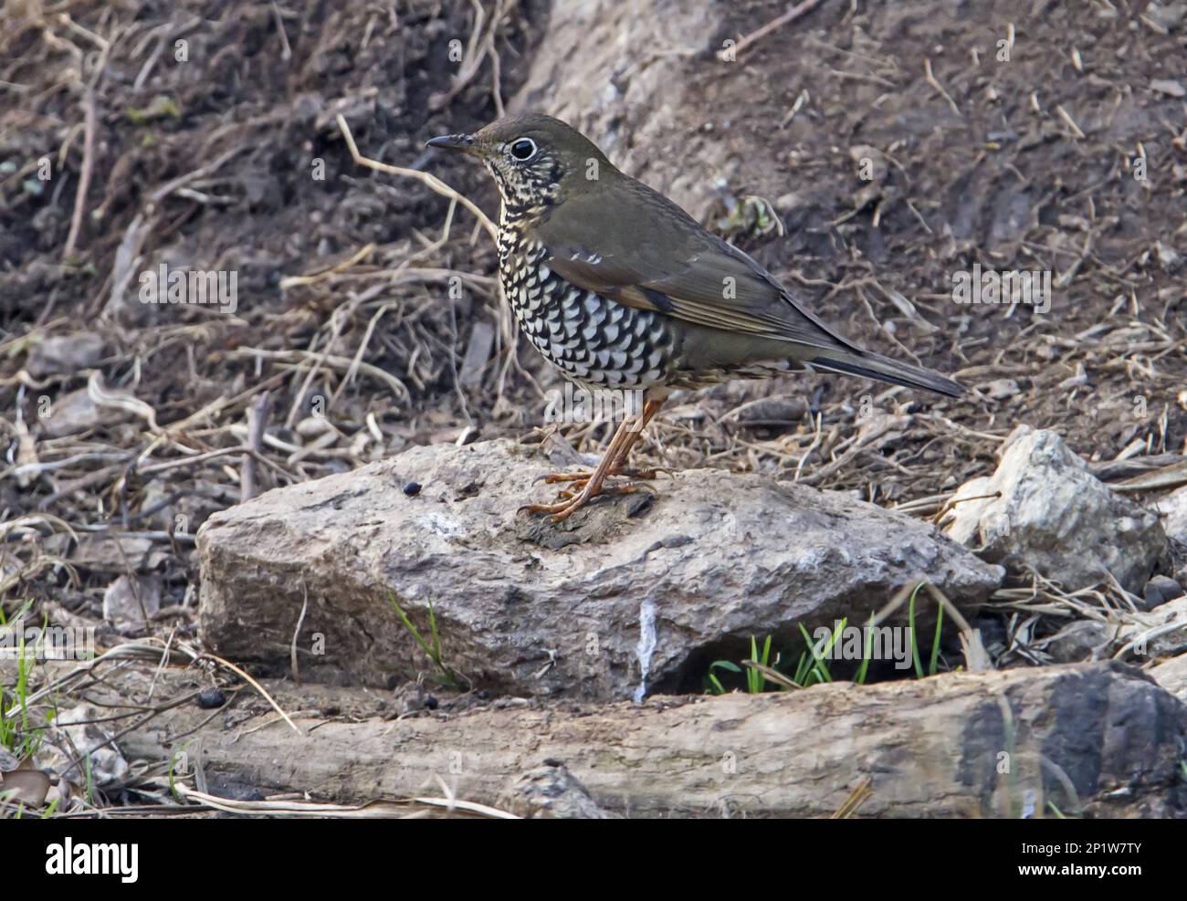 Alpine thrush (Zoothera mollissima), adult, standing on rock, Arunachal ...