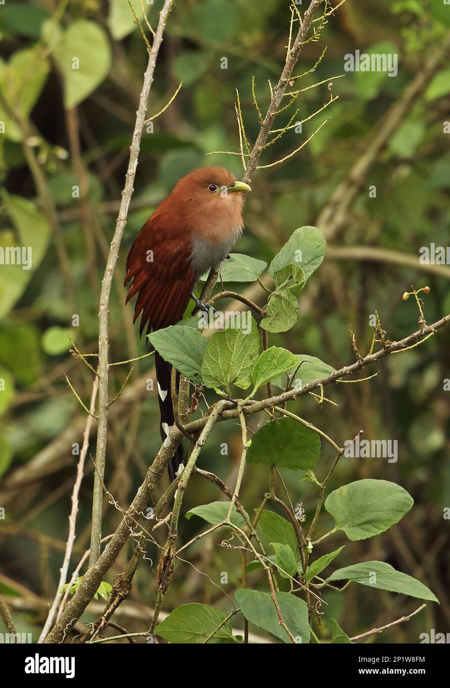 Cayenne Cuckoo, Cayenne Cuckoos, Squirrel Cuckoo, Squirrel Cuckoos