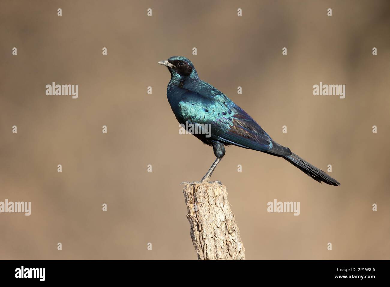 Burchell's Glossy-starling (Lamprotornis australis) adult, perched on post, South Africa Stock Photo