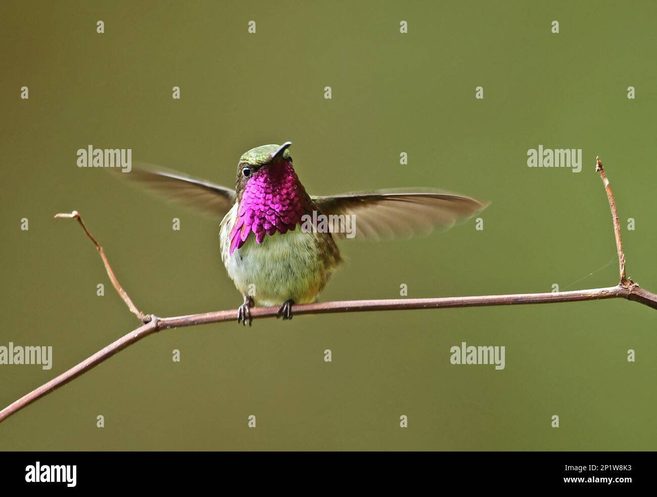 Vine-throated Hummingbird (Atthis ellioti selasphoroides), adult male hummingbird (Atthis ellioti selasphoroides), exhibiting, sitting on a branch Stock Photo