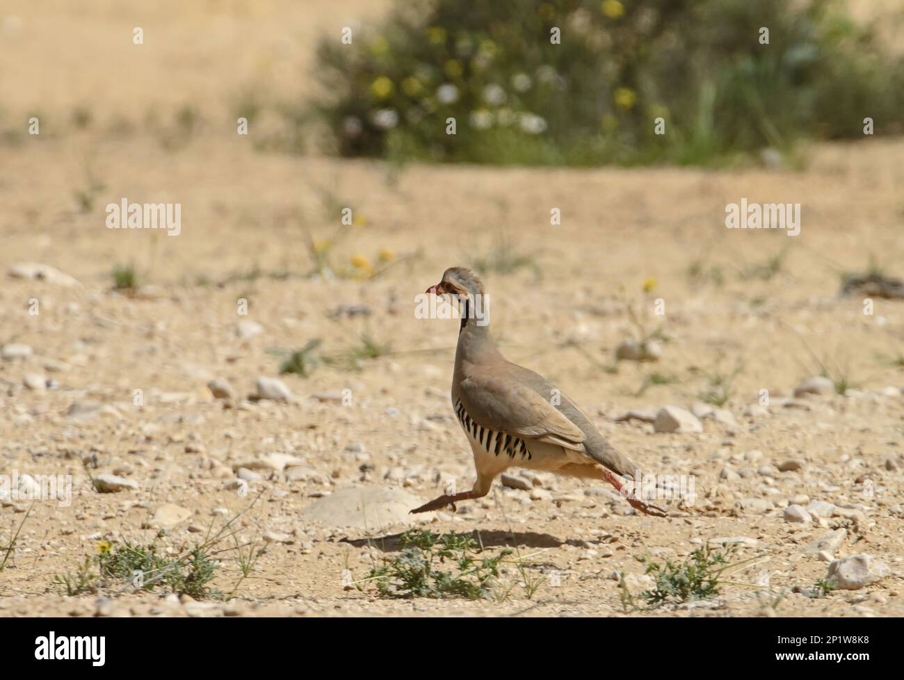 Chukar partridges (Alectoris chukar), Chicken Birds, Animals, Birds, Chukar Partridge adult, running in desert, Nizzana, Israel Stock Photo