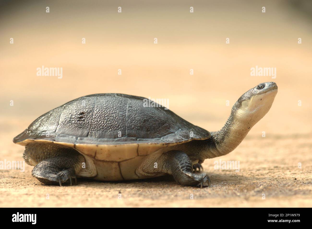 A rare and threatened species of freshwater turtle, the critically endangered Rote Island's endemic snake-necked turtle (Chelodina mccordi) is photographed at a licensed ex-situ breeding facility in Jakarta, Indonesia. 'The Rote Island snake-necked turtle is one glaring example of how unsustainable trade has brought entire species to the brink of extinction,' said Jim Breheny, Wildlife Conservation Society (WCS) Executive Vice President and Director of the Bronx Zoo as published by WCS Newsroom on September 7, 2022. Stock Photo