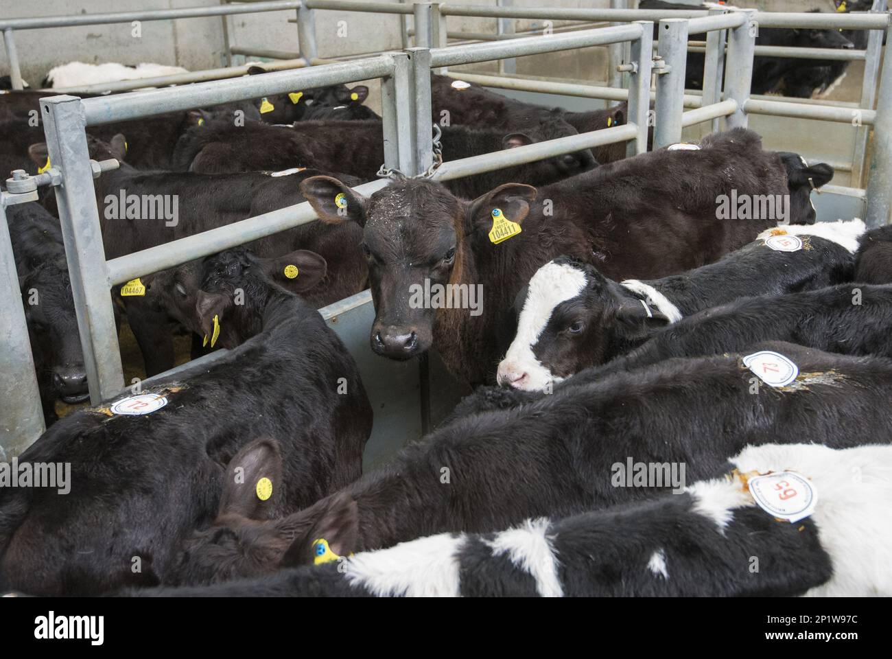 Domestic cattle, calves, standing in stalls at livestock auction