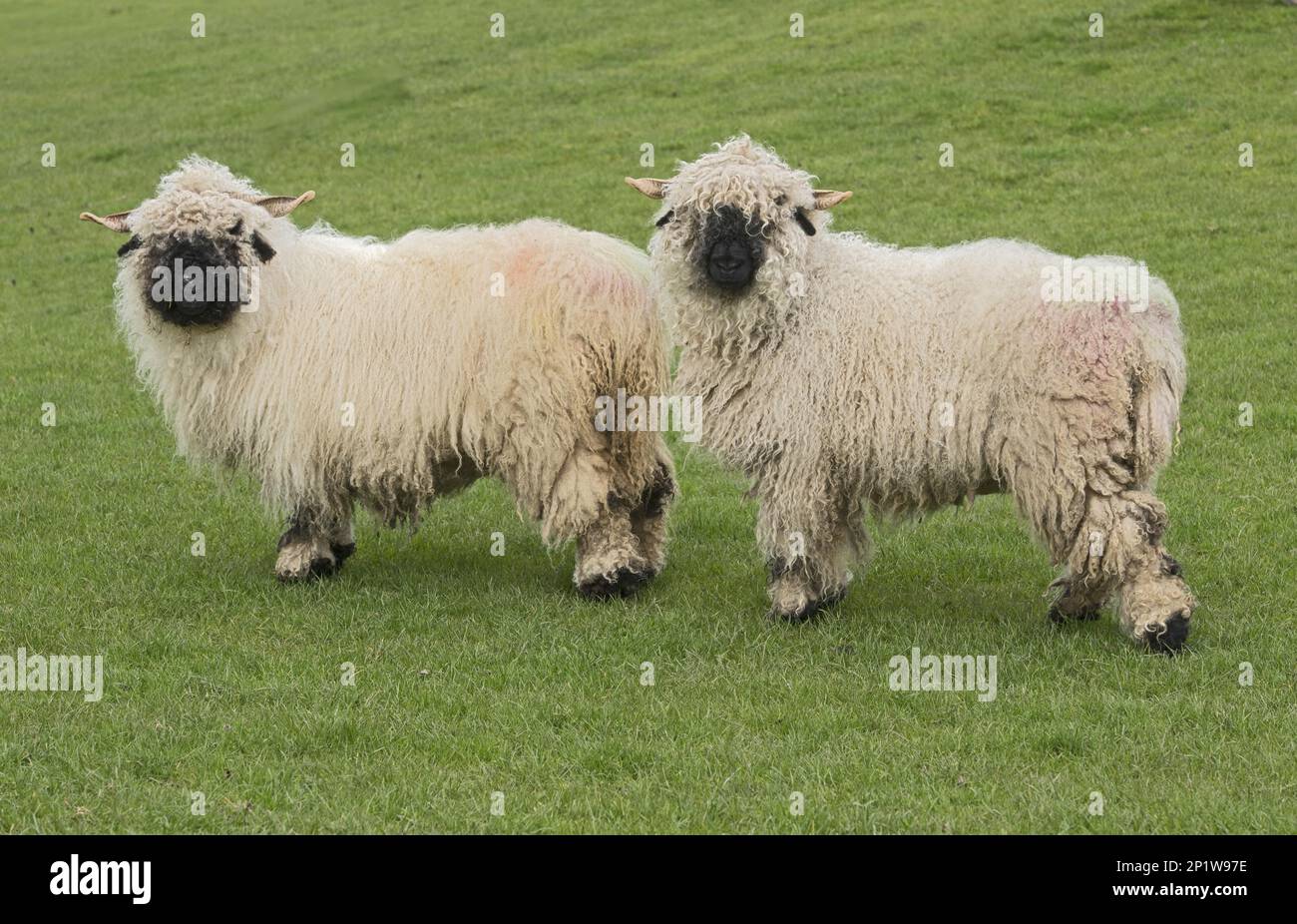 Valais Blacknose Sheep, purebred, domestic animals, ungulates