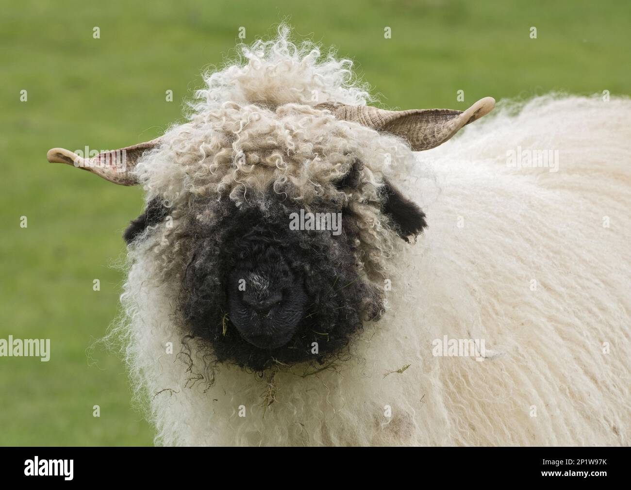 Valais Blacknose Sheep, purebred, domestic animals, ungulates, livestock, cloven-hoofed, mammals, animals, domestic sheep, Domestic Sheep, Blacknose Stock Photo