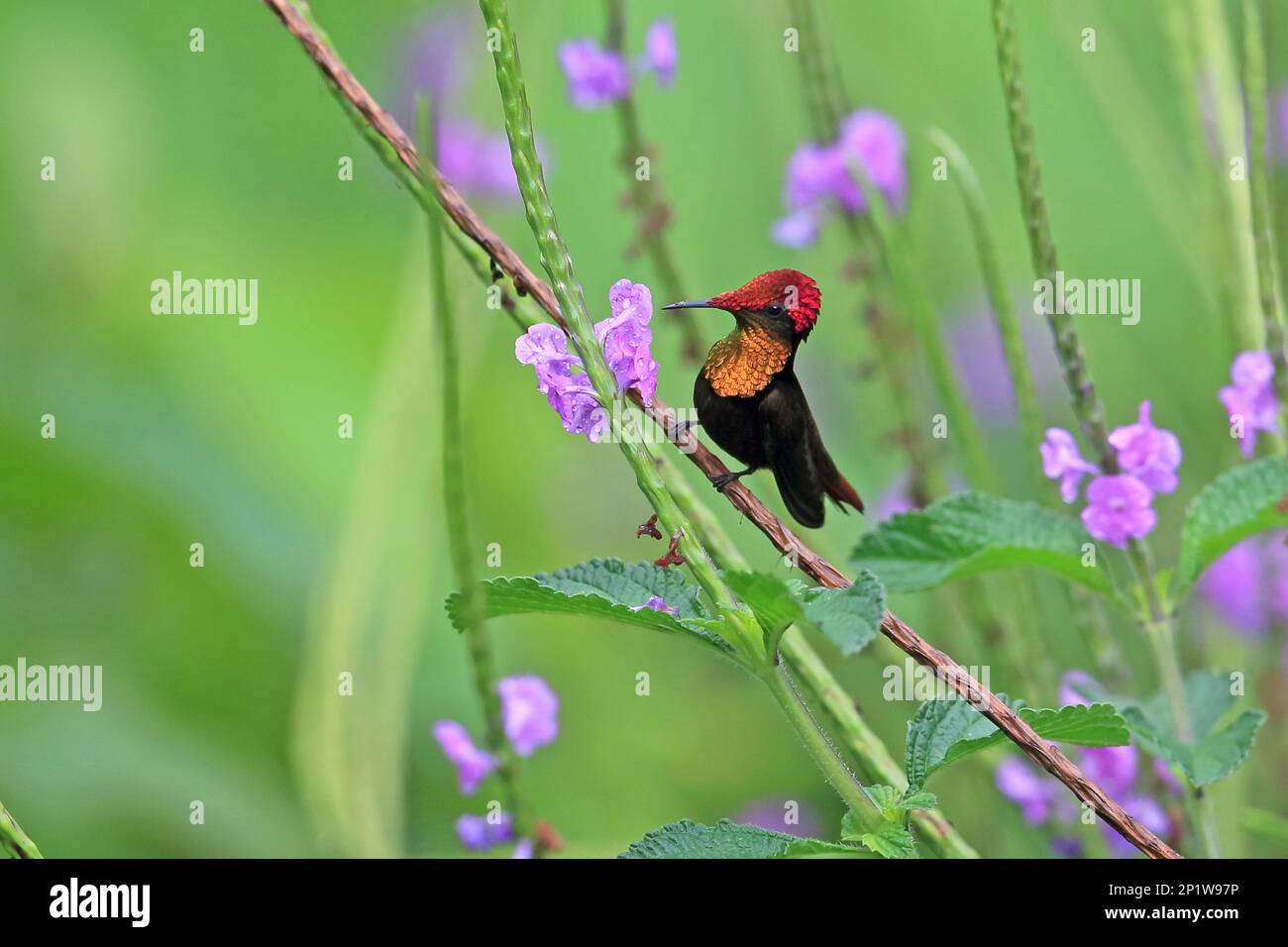 Ruby (Chrysolampis mosquitus) Topaz male perchedby Vervain flower Trinidad and Tobago April 2016 Stock Photo