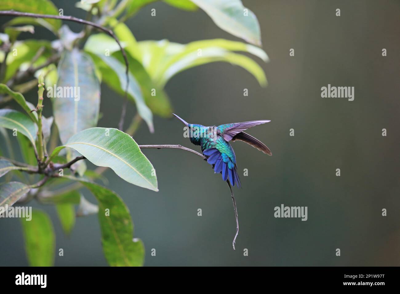 Blue-chinned blue-chinned sapphire (Chlorestes notatus) adult wing and tail streamer Asa wright Trinidad and Tobago April 2016 Stock Photo