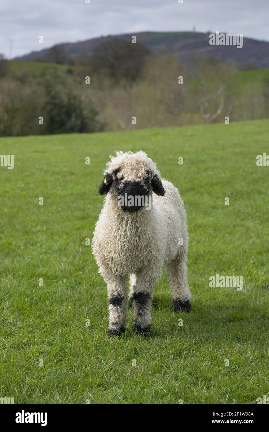 Valais Blacknose Sheep, purebred, domestic, ungulates, livestock, cloven-hoofed, mammals, animals, domestic sheep, Domestic Sheep, Blacknose Sheep Stock Photo