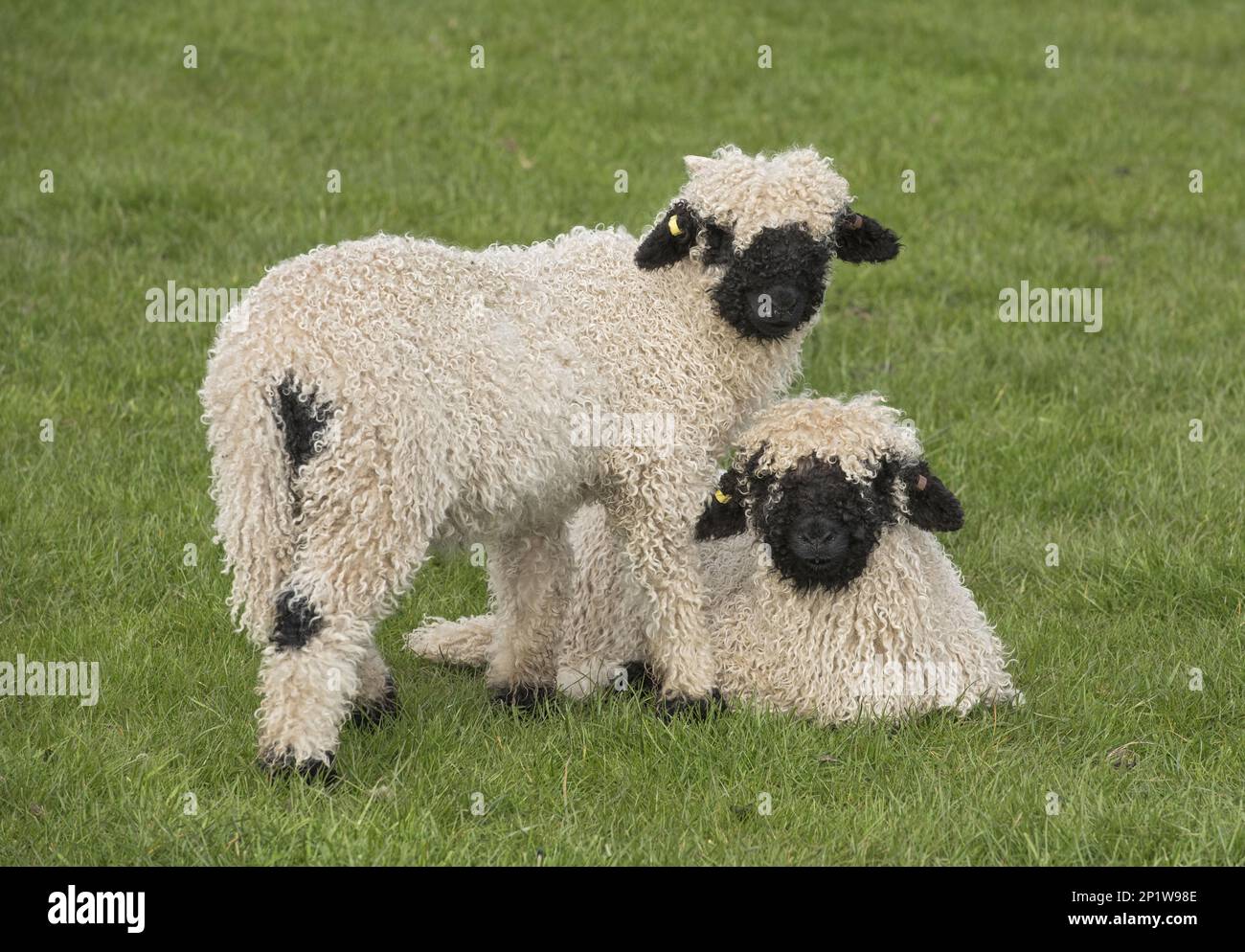 Valais Blacknose Sheep, purebred, domestic animals, ungulates, farm animals, cloven-hoofed, mammals, animals, domestic sheep, Domestic Sheep Stock Photo