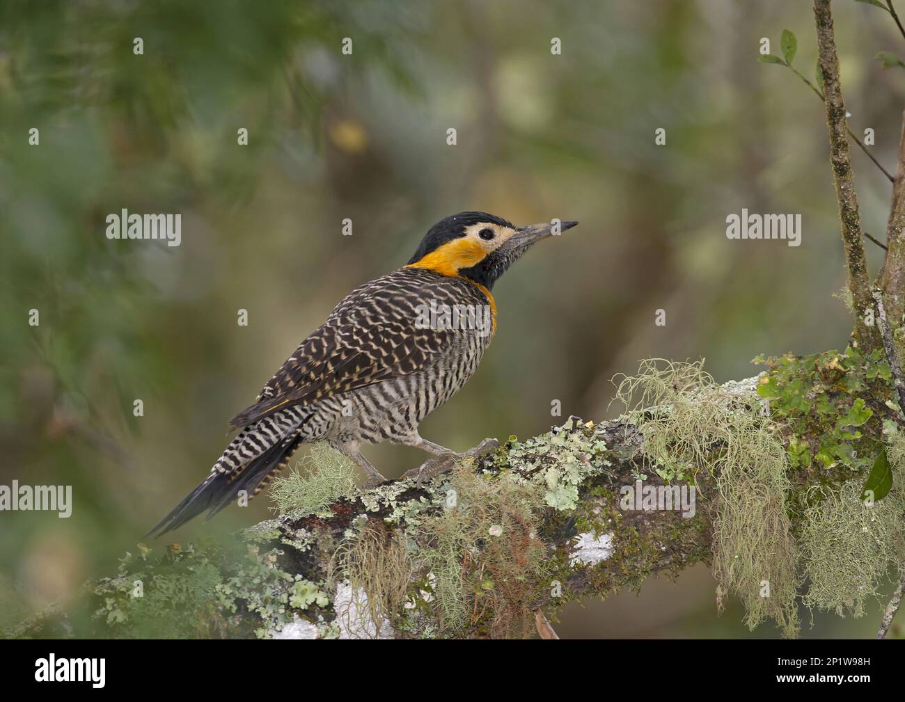 Campo Flicker (Colaptes campestris) adult on lichen covered branch, Brazil Stock Photo