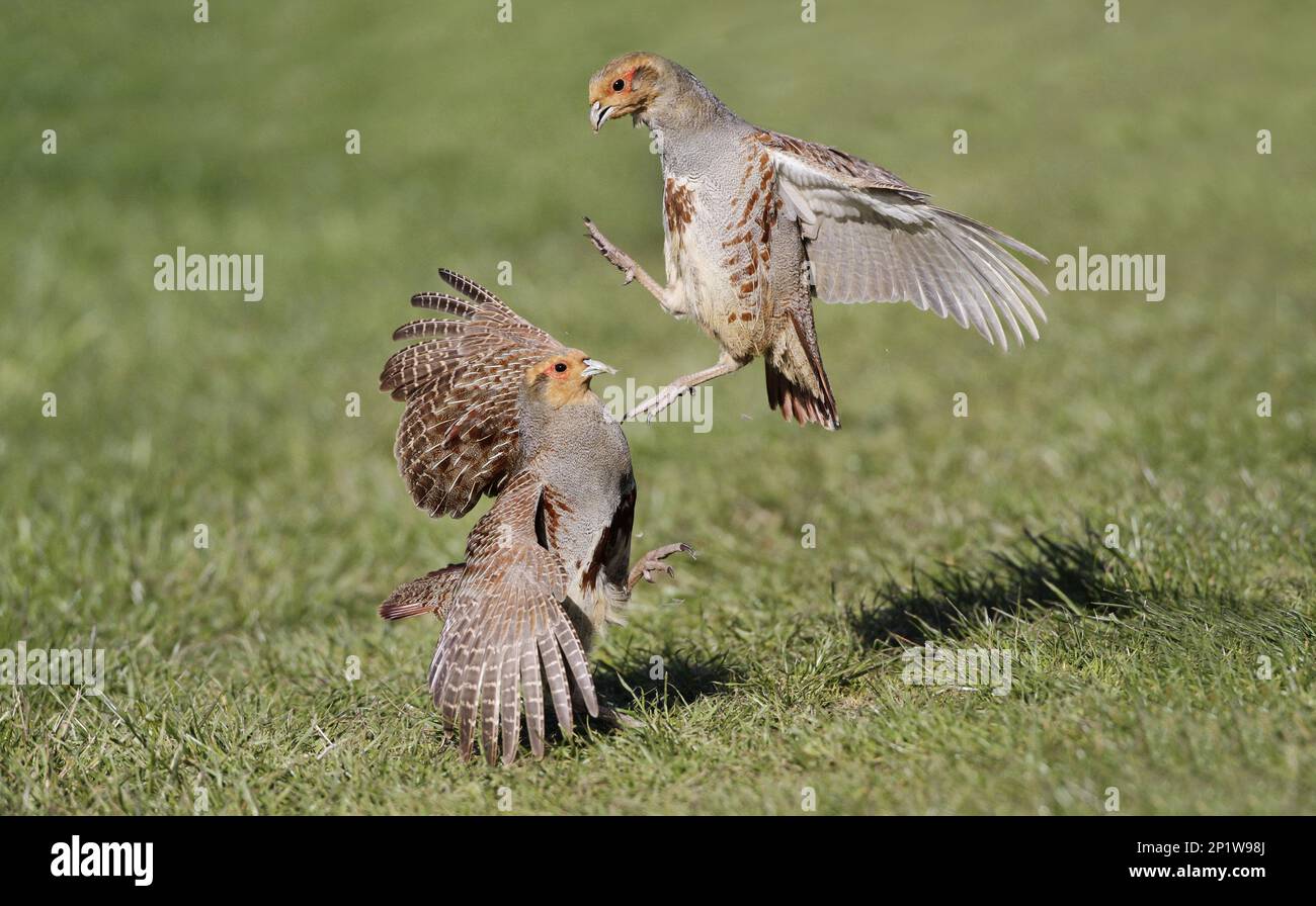 Partridge, gray partridges (Perdix perdix), Chicken birds, Animals