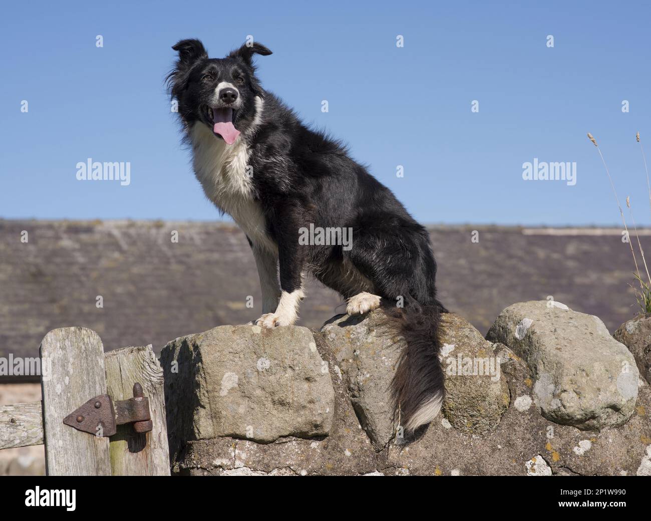 Border Collies, pedigree dogs, herding dogs, domestic dogs, pets, pets, mammals, animals