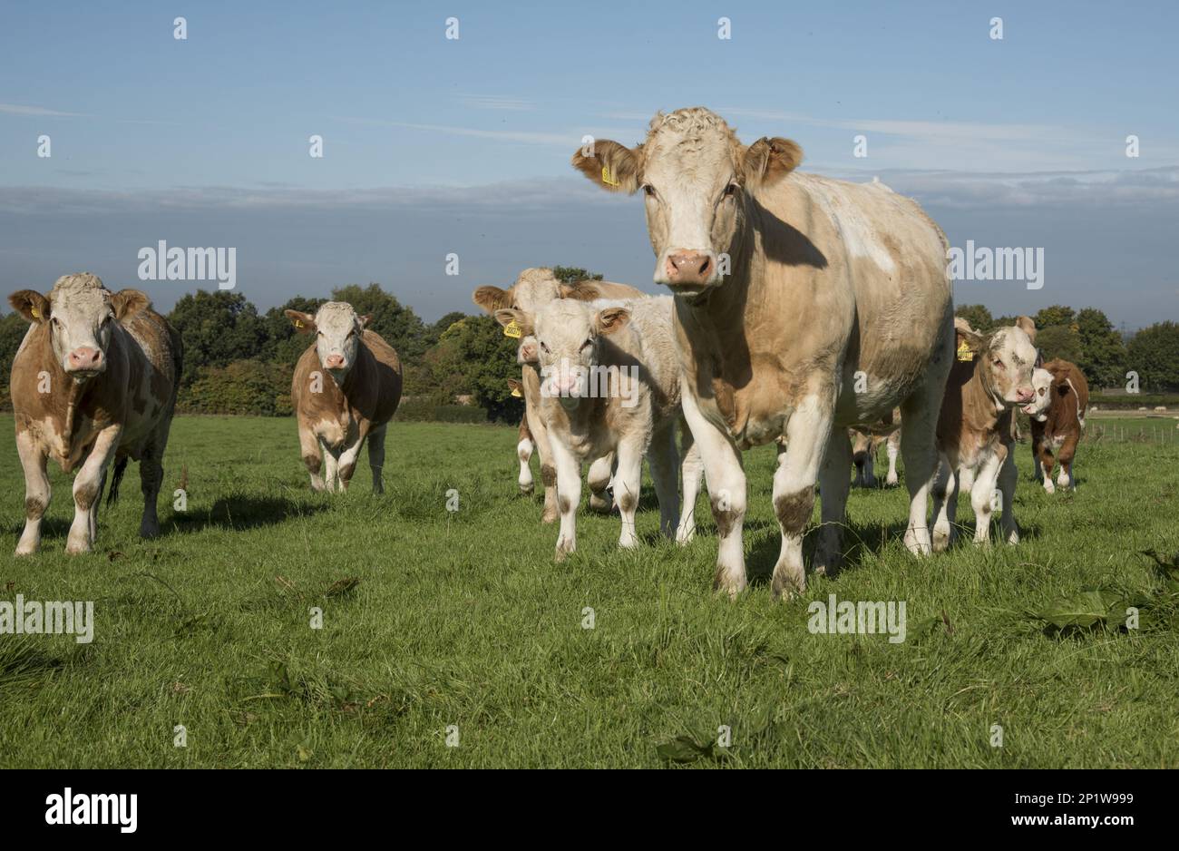 Simmental cattle, Simmental Fleckvieh, purebred, livestock, domestic animals (cloven-hoofed animals), animals, mammals, ungulates, domestic cattle Stock Photo